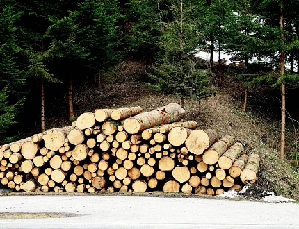 2024-stadt-kufstein-forst-symbolbild-fotoliaxrender-stock