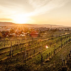 2025-langnelois-im-herbst-c-ursin-haus-langenlois-5